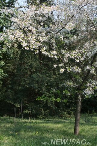 Tekintse meg galériánkat! (1/16)