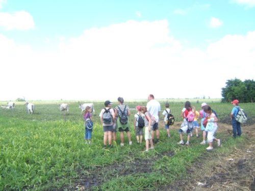 Tekintse meg galériánkat! (1/29)