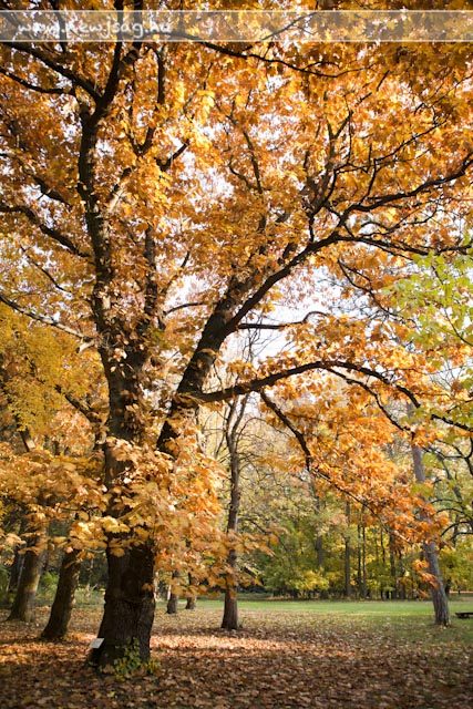 Tekintse meg galériánkat! (1/54)