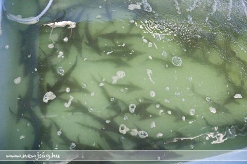 Tekintse meg galériánkat! (1/36)