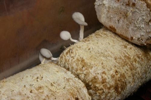 Tekintse meg galériánkat! (1/7)