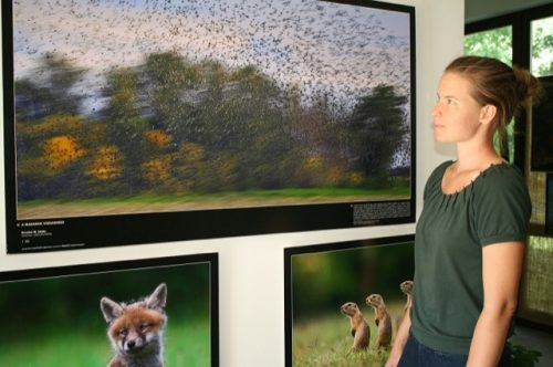 Tekintse meg galériánkat! (1/11)