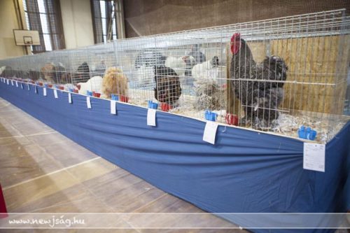 Tekintse meg galériánkat! (1/43)