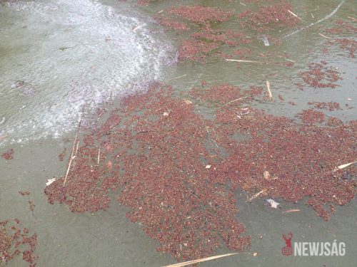 Tekintse meg galériánkat! (1/19)