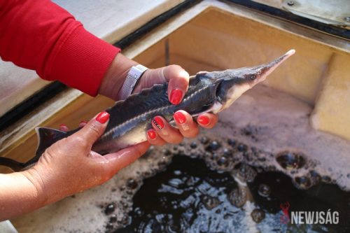 Tekintse meg galériánkat! (1/27)