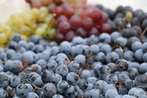 Tekintse meg galériánkat! (1/41)