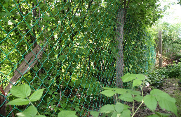 Zártkert vagy dzsungel?