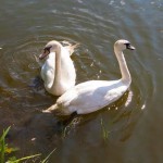 Hattyúpár a Körösön