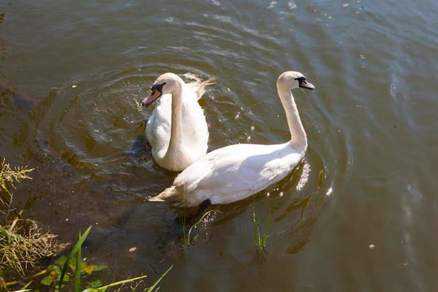 Hattyúpár a Körösön