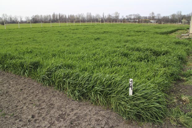 Érik a Békekenyérhez szánt rozs a HAKI kísérleti telepén 2014-ben