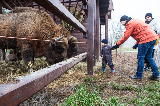 Bölényetetés a Körösvölgyi Állatparkban