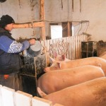 Sertéstartás Csabacsűdön