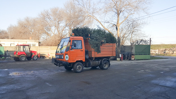 Fenyőfák a KOMÉP telephelyén