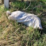 A kép illusztráció (Fotó: Babák Zoltán)