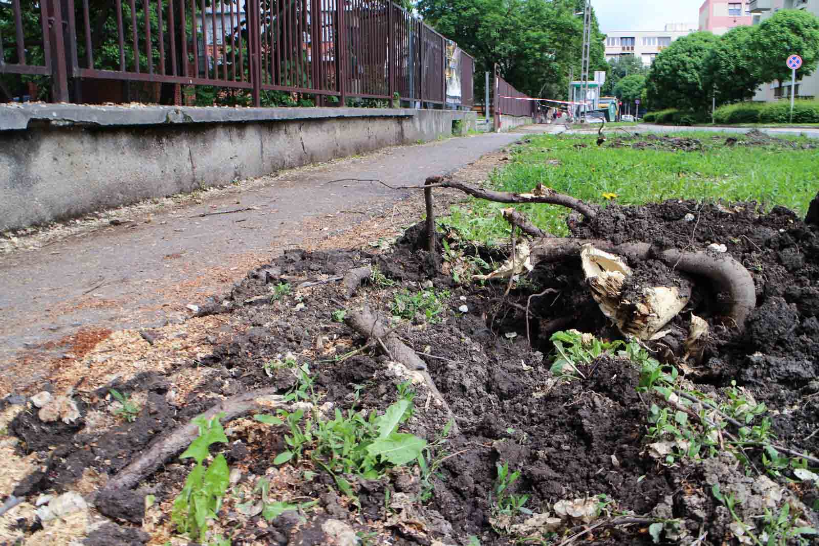 Fakivágás a Petőfi utcán (Fotó: Hegedűs Éva)