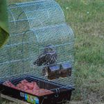 Fotó: Mátyus Sándor