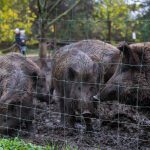 Fotó: Babák Zoltán