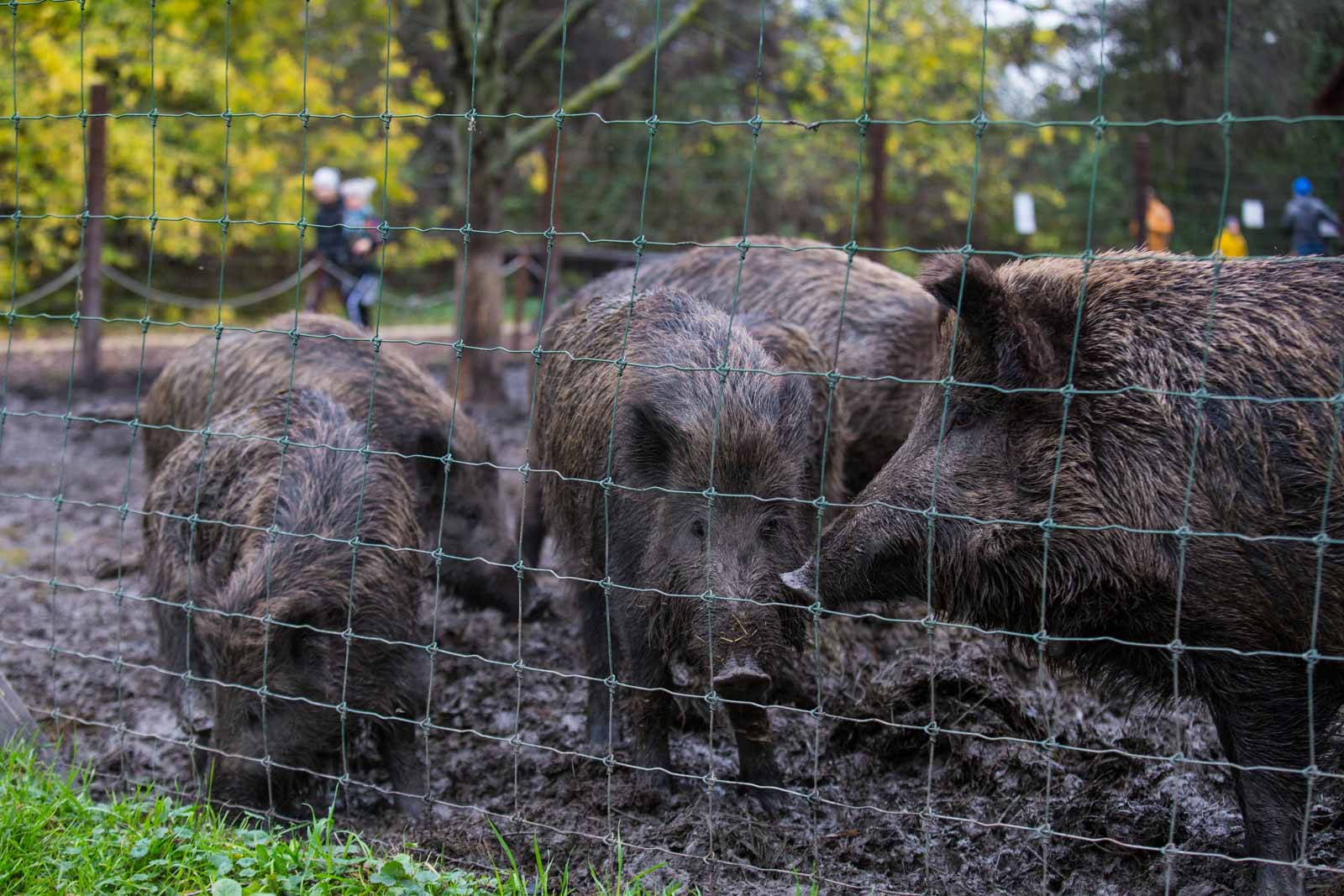Fotó: Babák Zoltán