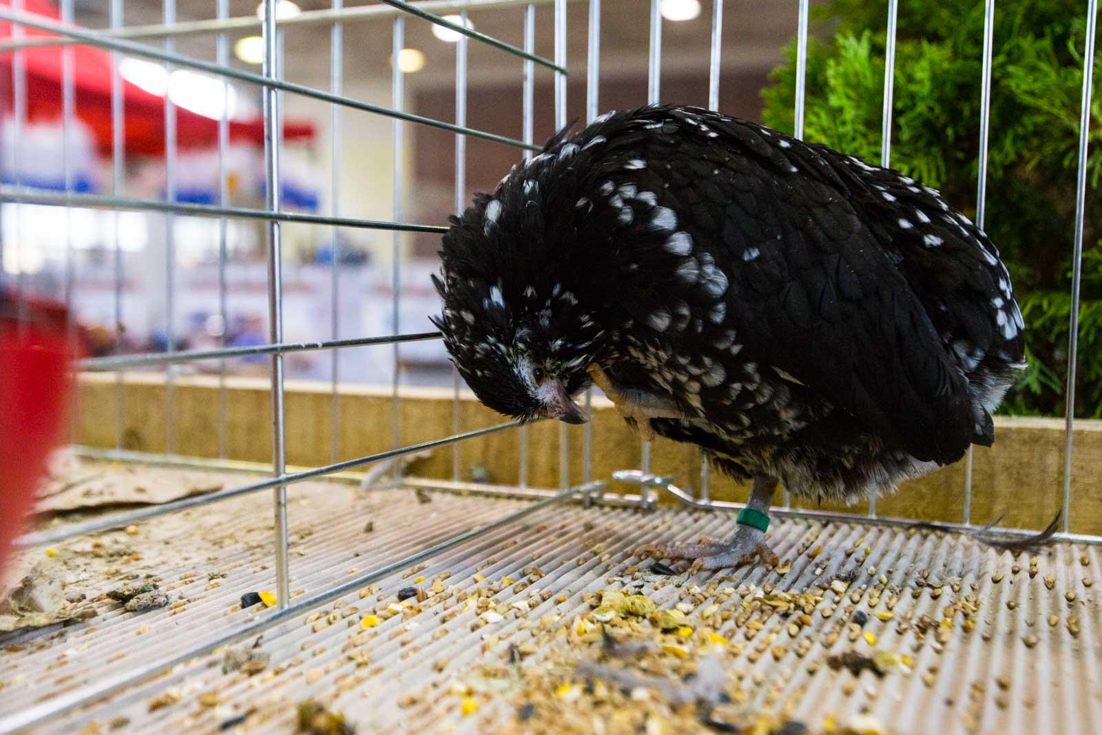 Fotó: Babák Zoltán