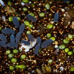 vízidara és vízi ugróvillás Dr. Jakab Gusztáv képén