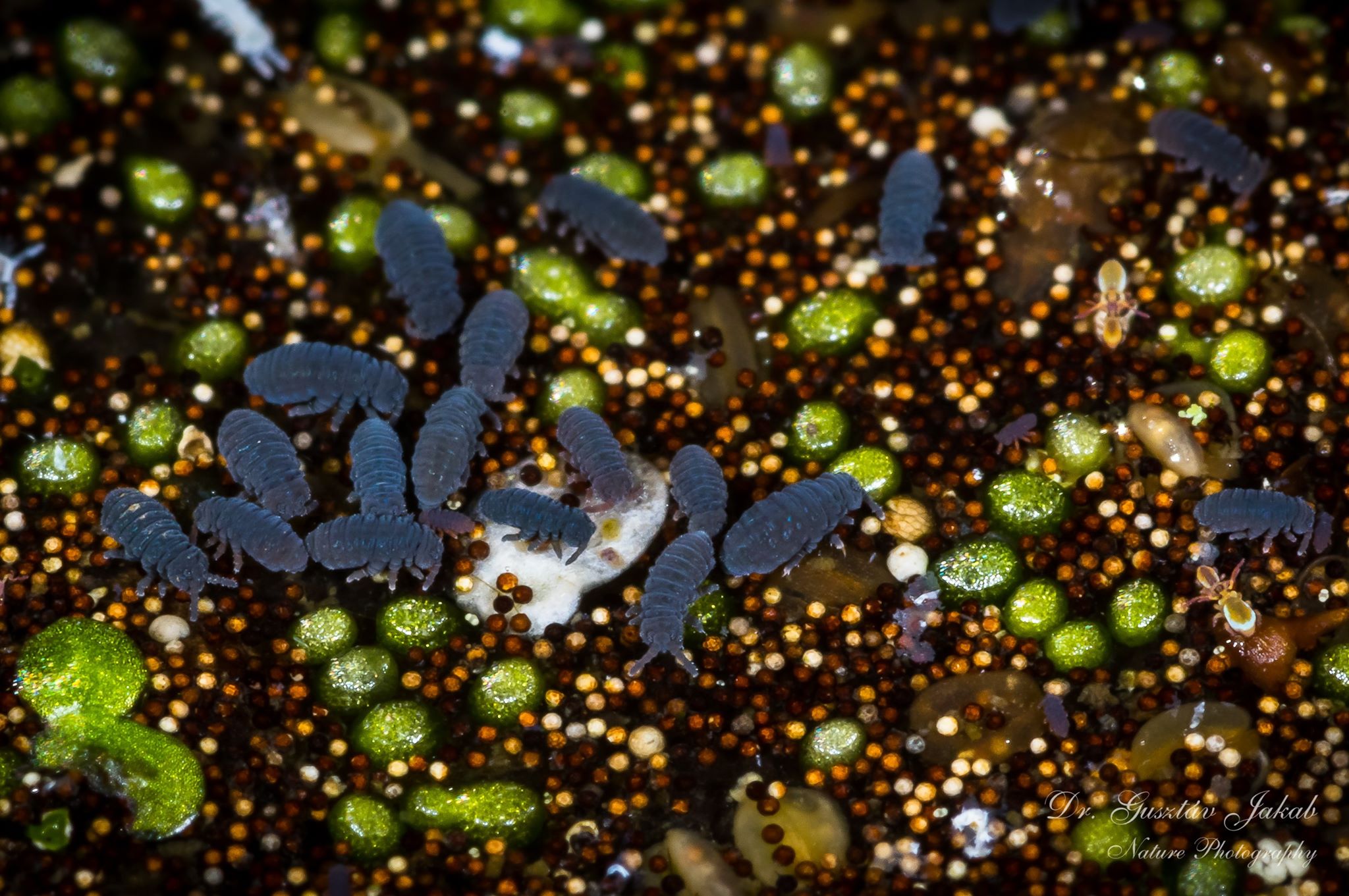 vízidara és vízi ugróvillás Dr. Jakab Gusztáv képén