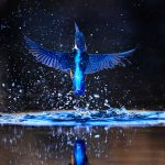 Jégmadár Karas József fotóján