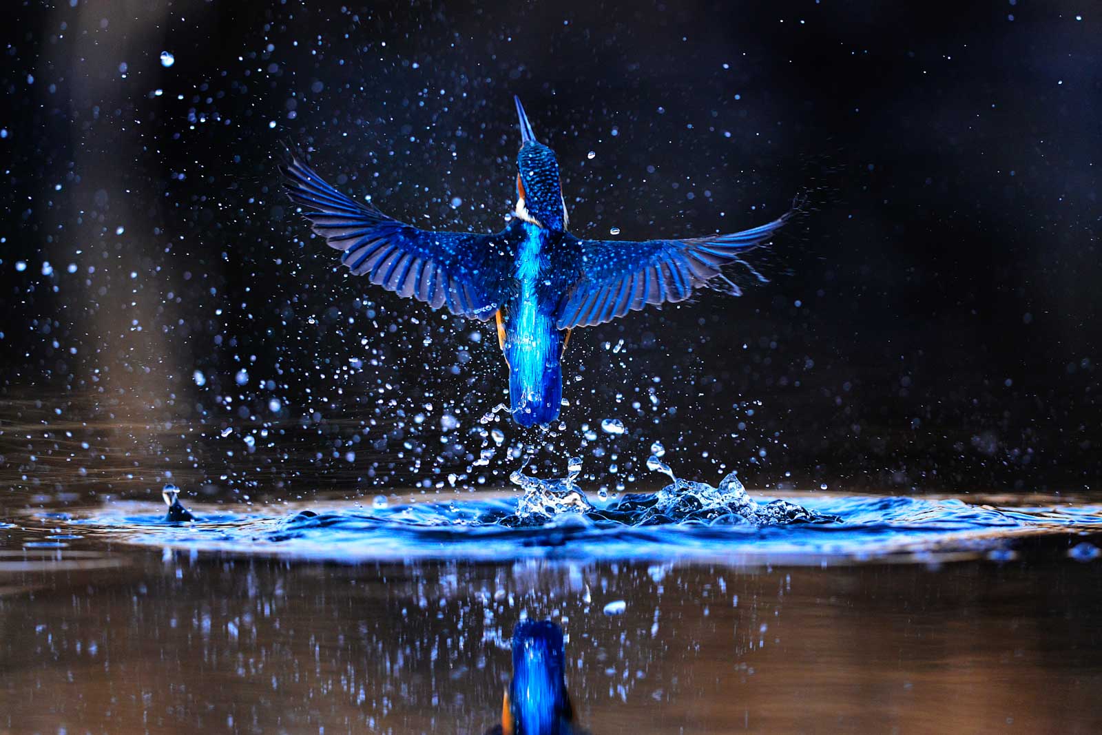 Jégmadár Karas József fotóján