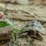 Fotó: Bencsik Antal Zsolt