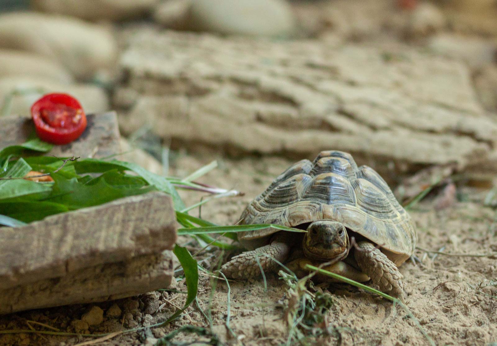 Fotó: Bencsik Antal Zsolt