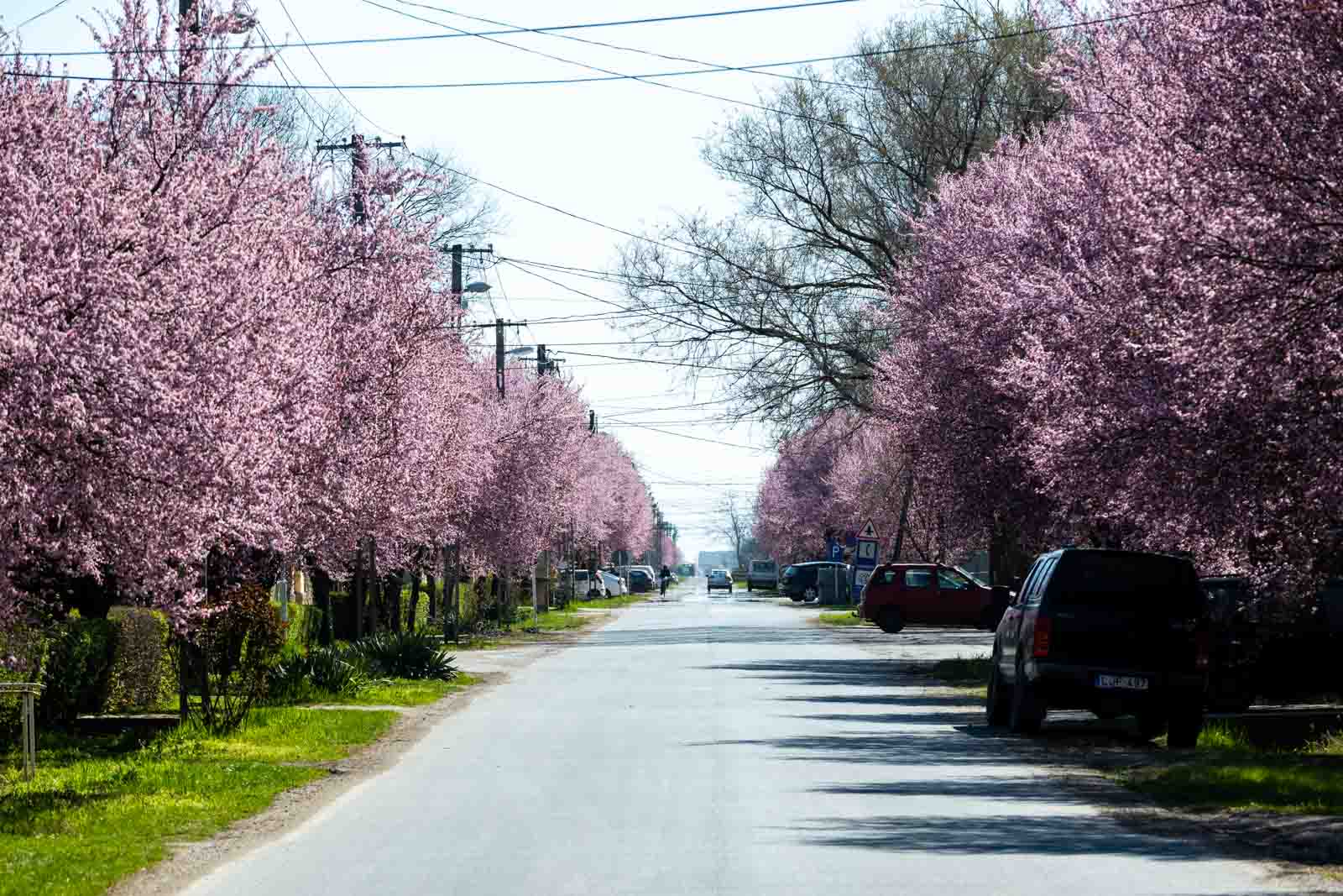 Csabacsűd főutcája április 1-én (Fotó: Babák Zoltán)