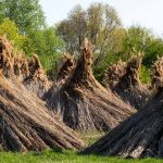 Elsőre Groot, később ent (Fotó: Babák Zoltán)