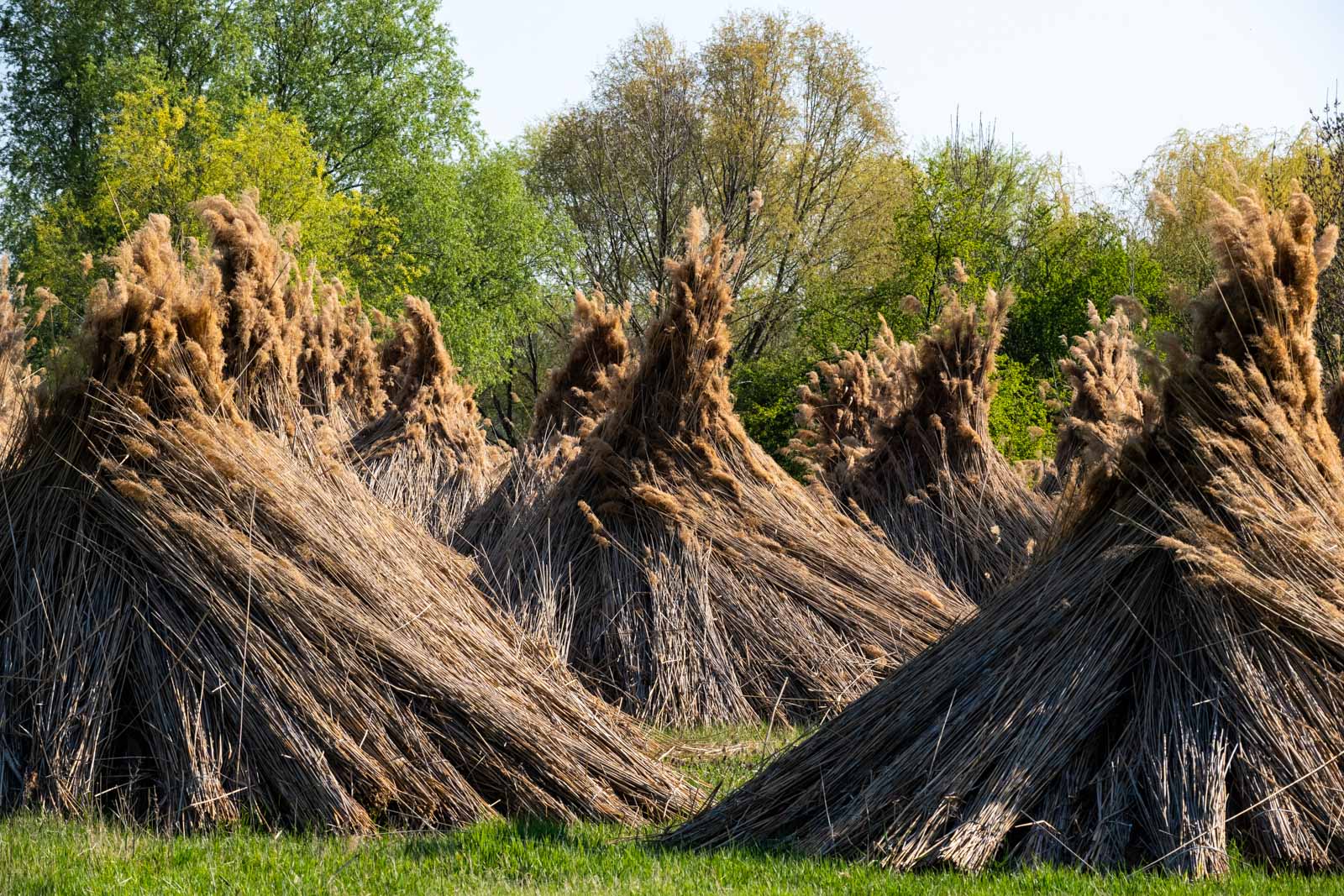 Elsőre Groot, később ent (Fotó: Babák Zoltán)