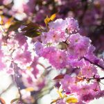 A japán díszcseresznye virága (Fotó: Dr. Jakab Gusztáv)