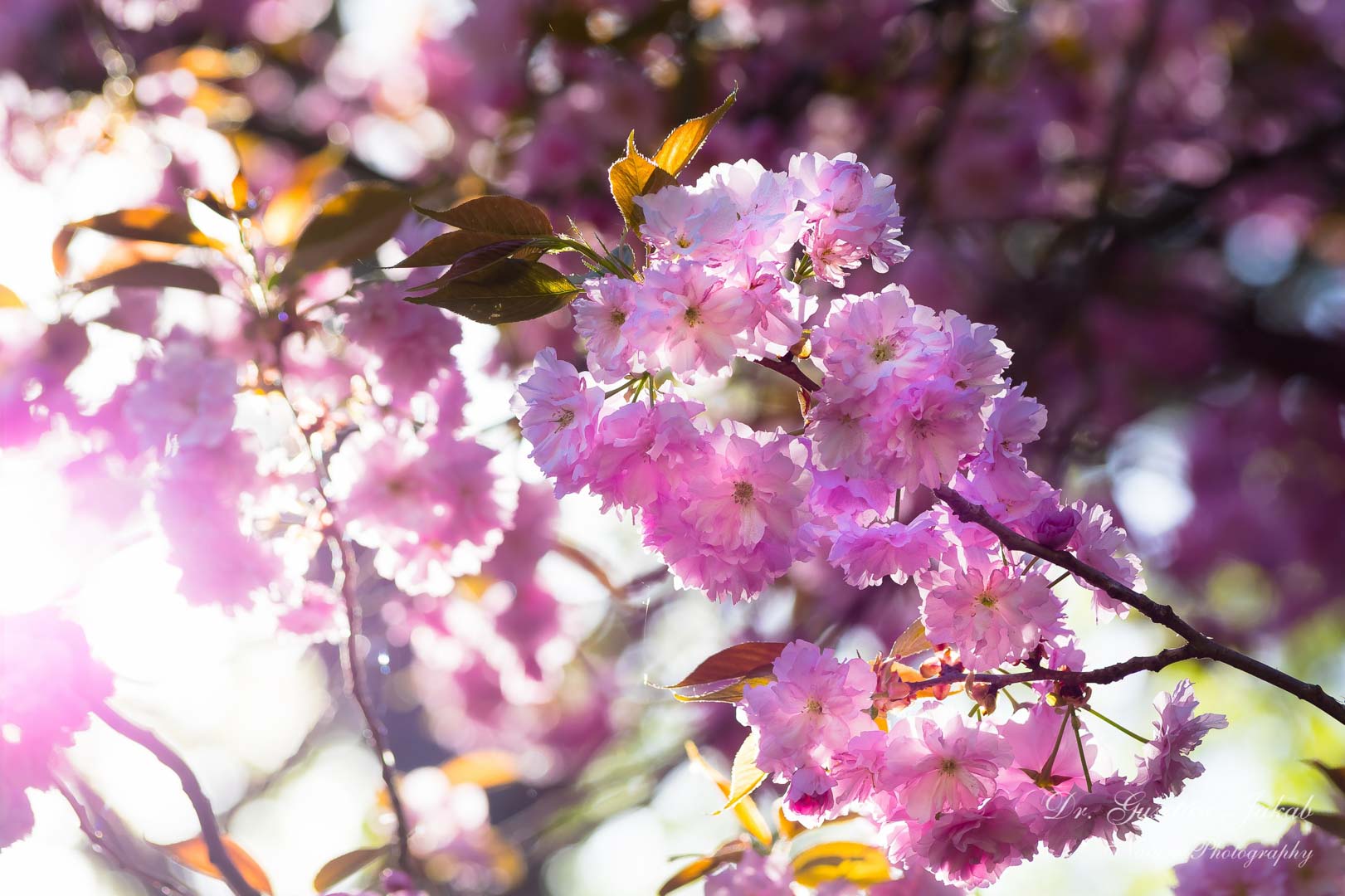 A japán díszcseresznye virága (Fotó: Dr. Jakab Gusztáv)
