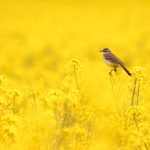 Sárga billegető tojó (Fotó: Kepenyes Balázs)