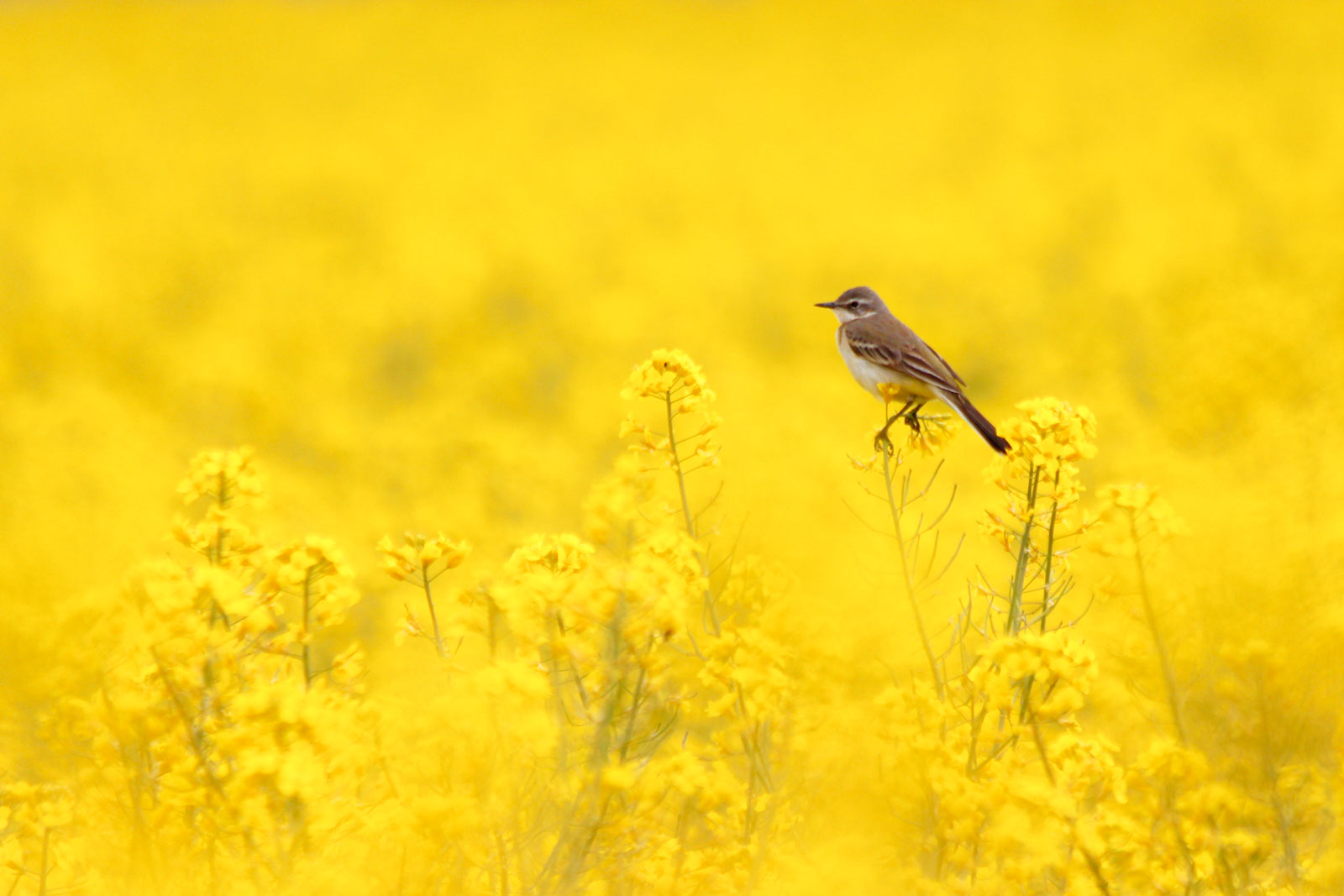 Sárga billegető tojó (Fotó: Kepenyes Balázs)