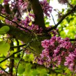 Virágzik a közönséges júdásfa a Szarvasi Arborétumban (Fotó: Babák Zoltán)