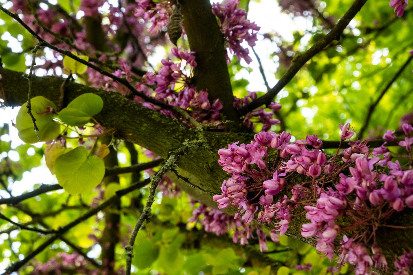 Virágzik a közönséges júdásfa a Szarvasi Arborétumban (Fotó: Babák Zoltán)