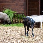 Kecskék és birka az új kisállat-simogatóban (Fotó: Babák Zoltán)