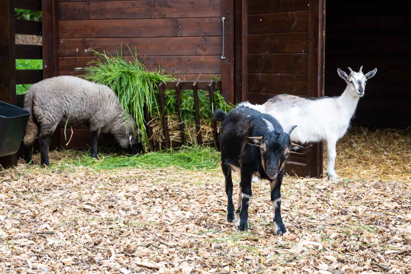 Kecskék és birka az új kisállat-simogatóban (Fotó: Babák Zoltán)