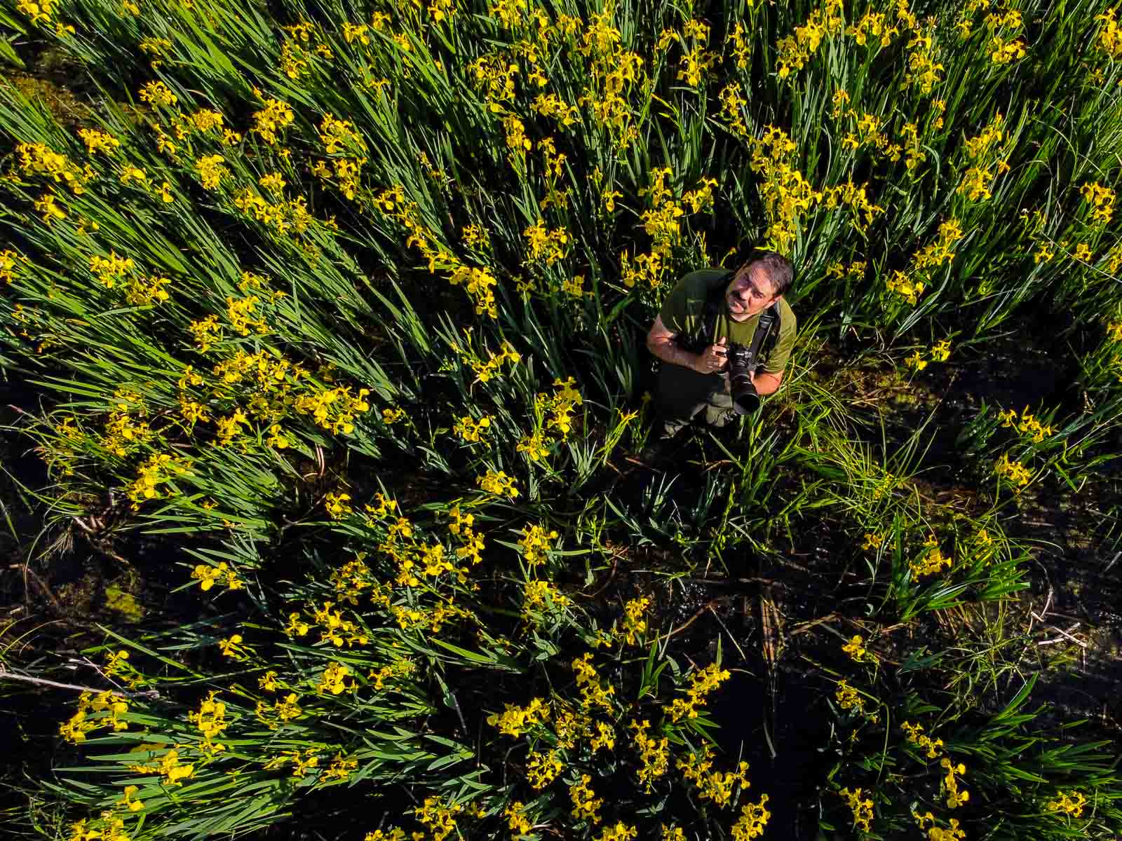 Dr. Jakab Gusztáv a Körös árterében sárga nőszirmot fotóz (Fotó: Babák Zoltán)