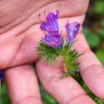 Útifűlevelű kígyószisz Dr. Jakab Gusztáv kertjében (Echium plantagineum) (Fotó: Babák Zoltán)