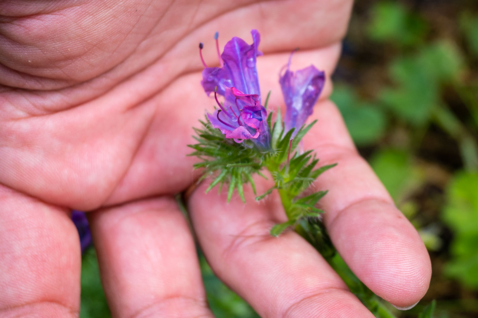 Útifűlevelű kígyószisz Dr. Jakab Gusztáv kertjében (Echium plantagineum) (Fotó: Babák Zoltán)