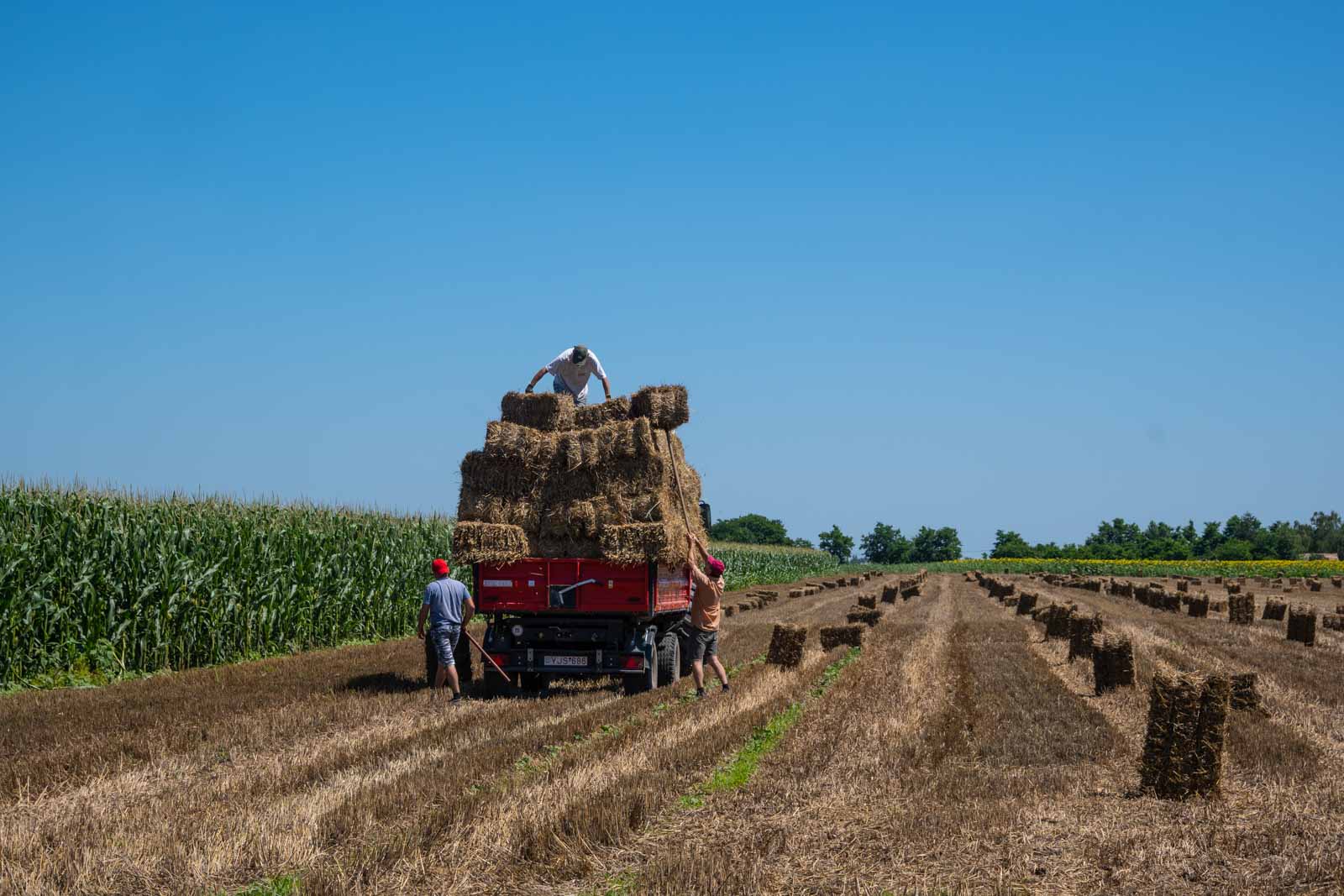 Zajlik a bálázázás Csabacsűdön (Fotó: Babák Zoltán)