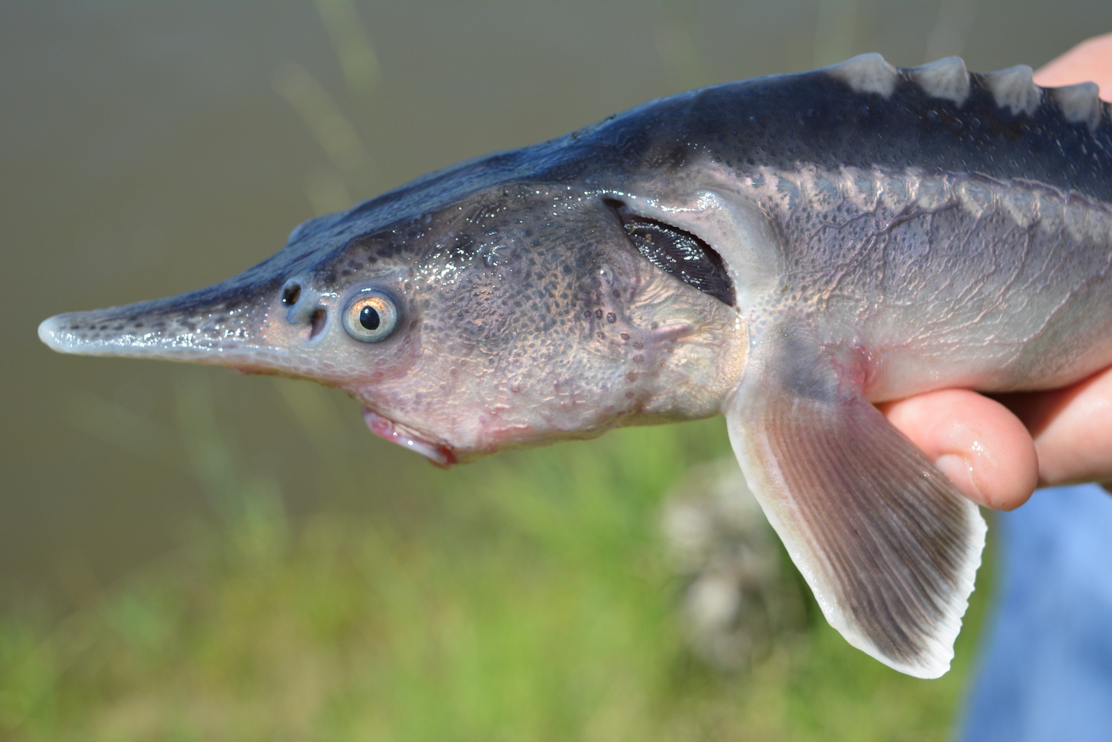 A Struddlefish (Fotó: Tóth Flórián)