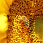 Fotó: Vámosi Gergő