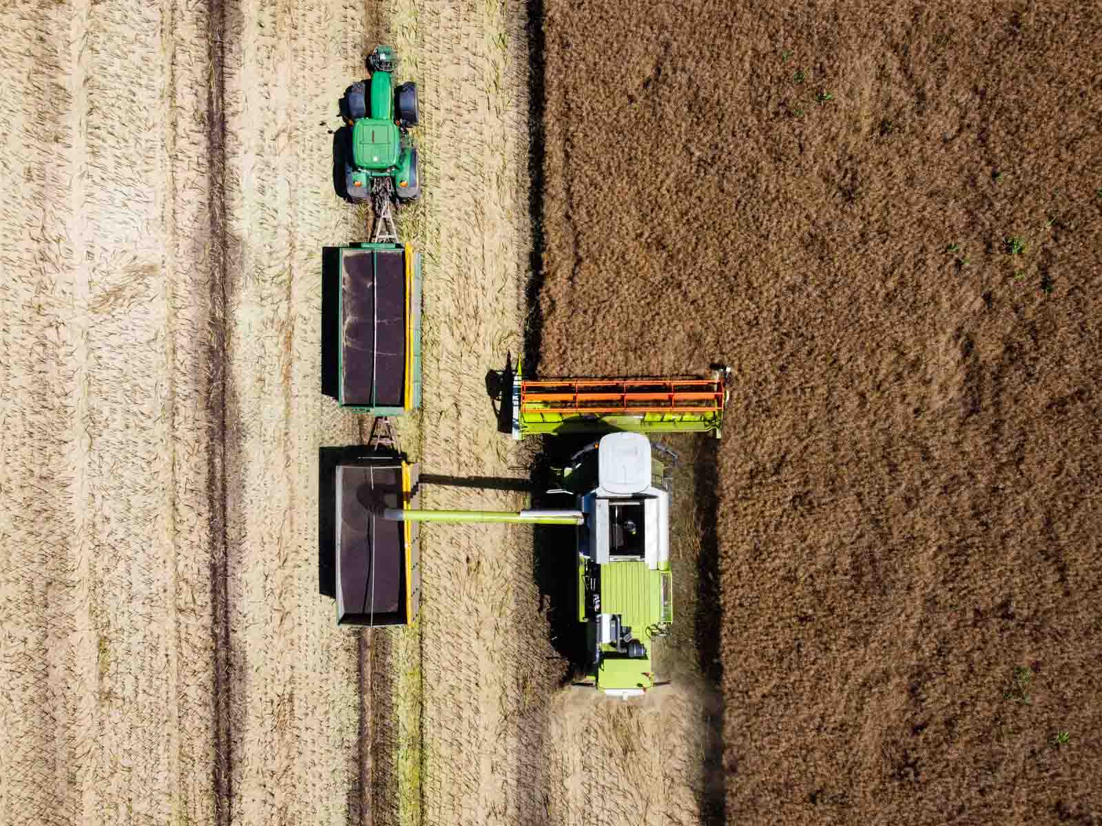 Repcét aratnak a Nagyrét Farm kombájnjai július 9-én (Fotó: Babák Zoltán)