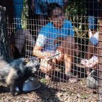 Nyestkutya a Körösvölgyi Állatparkban (Fotó: Babák Zoltán)