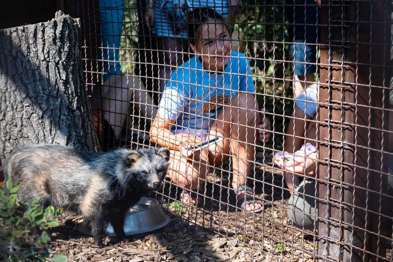 Nyestkutya a Körösvölgyi Állatparkban (Fotó: Babák Zoltán)