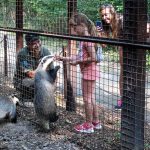 Borzmustra a Körösvölgyi Állatparkban (Fotó: Babák Zoltán)